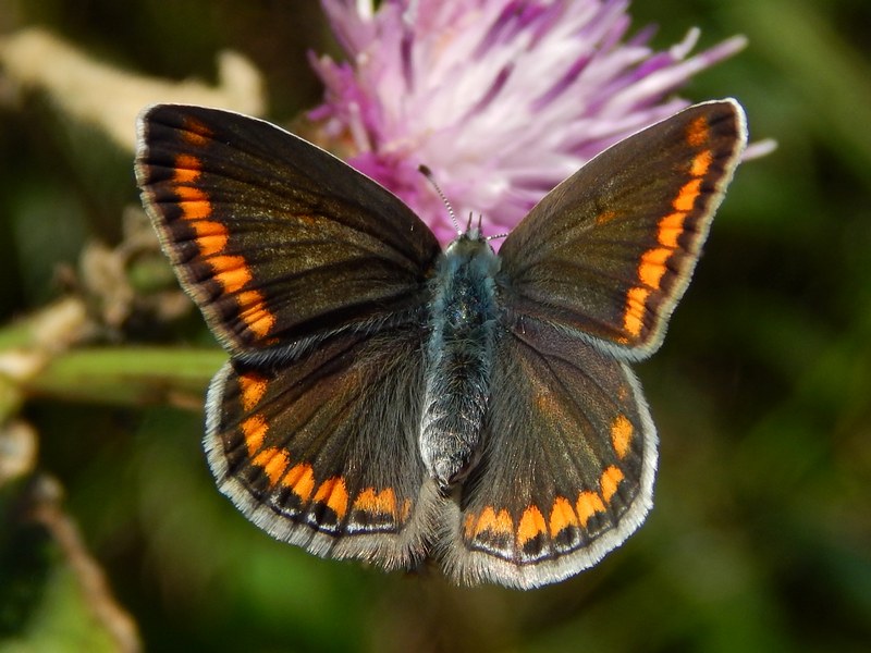 Polyommatus icarus F